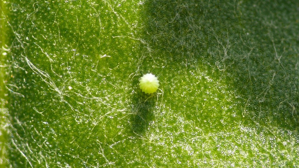 Day 19 – Culminating Activity | Heredity and Life Cycles – Field Test