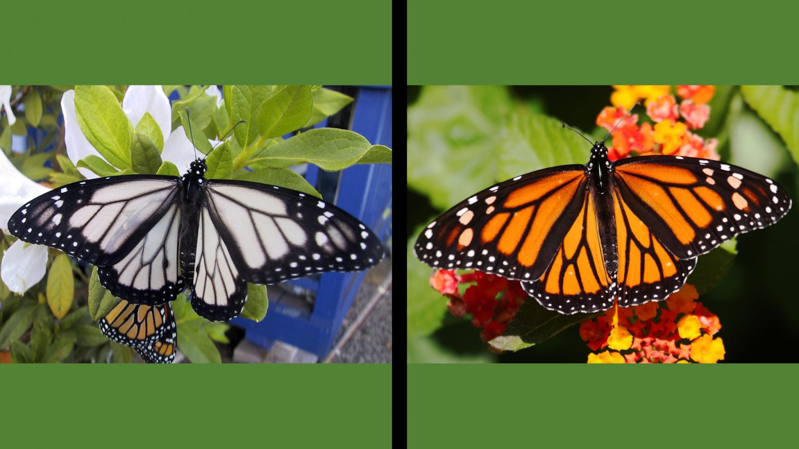 Day 18 – Butterfly Offspring Part 2 | Heredity and Life Cycles – Field Test